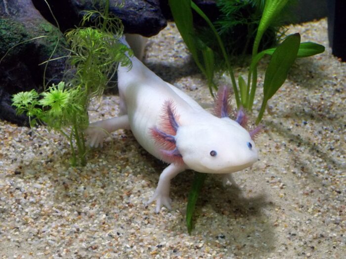 White axolotl with pink spikes on either sides of its head on a sandy terrain.