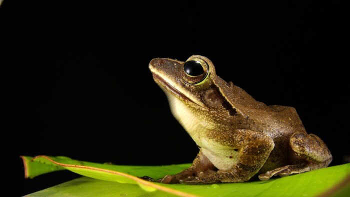 Small gold frog with black eyes, side view, on a lily pad with a black background.