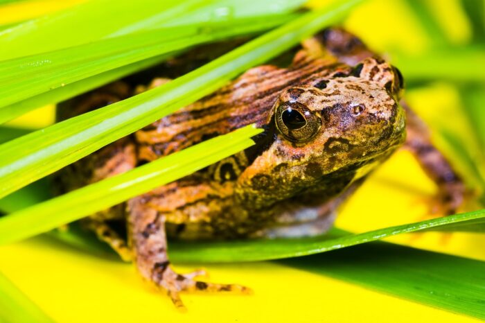 Yellow frog half-hidden under tall grass