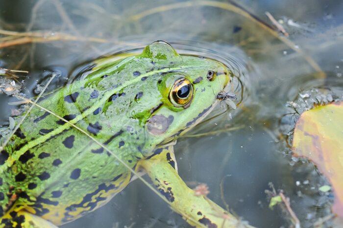 Green frog with a fly in its mouth