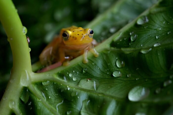 Golden frog on tropical plant in the middle of a jungle