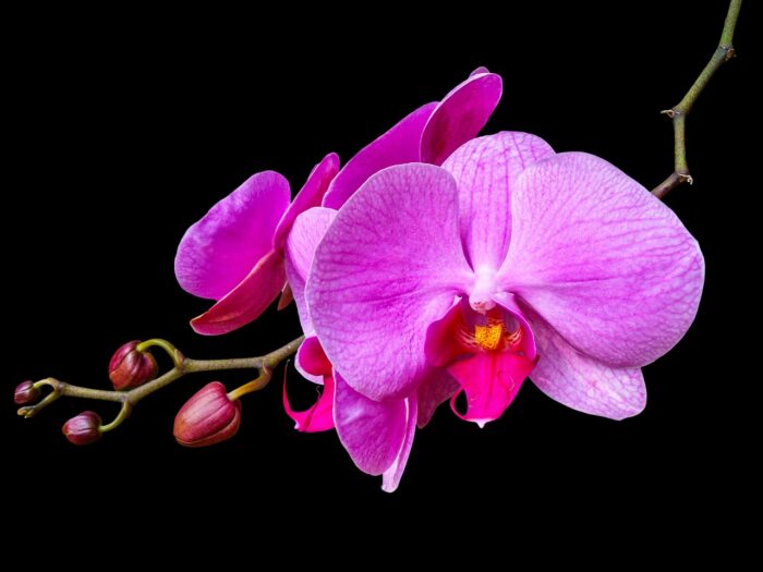 Two purple orchid blooms on a branch against a black background.
