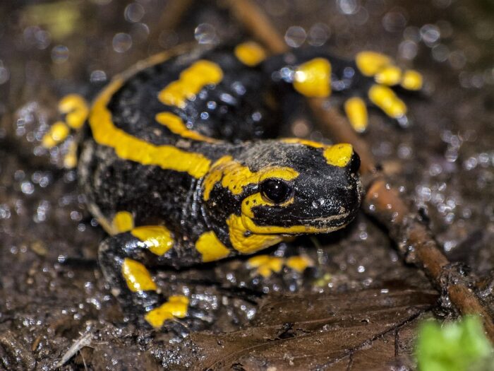 Black-and-yellow salamander on a tree limb