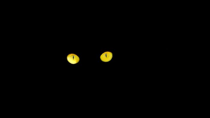 Black cat's yellow eyes look out from the darkness