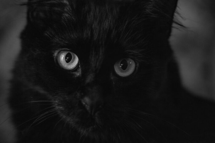 Closeup of black cat's face with green eyes.