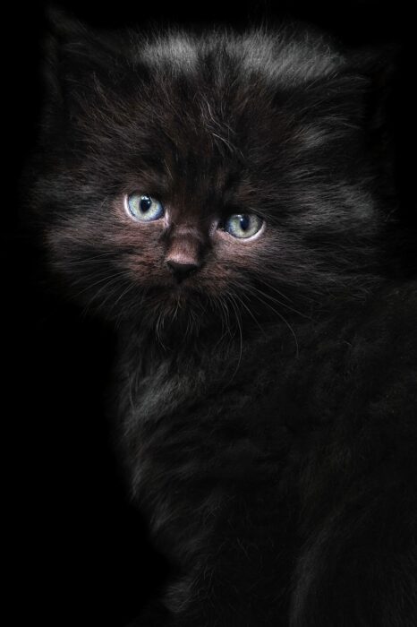 Black kitten with green eyes sits watchfully looking at the camera.