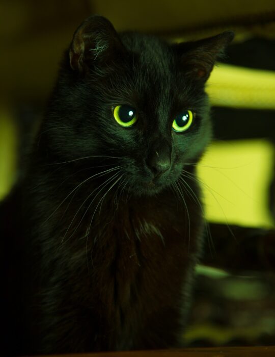 Black cat with green eyes looks ahead