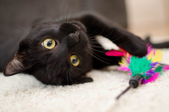 Black cat relaxes on its back on a white rug, next to a cat toy.