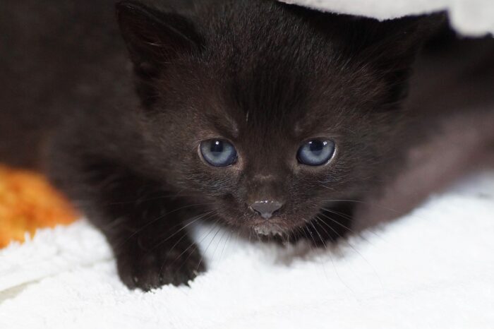 Black kitten wit blue eyes extends a paw as it lies on an orange blanker.