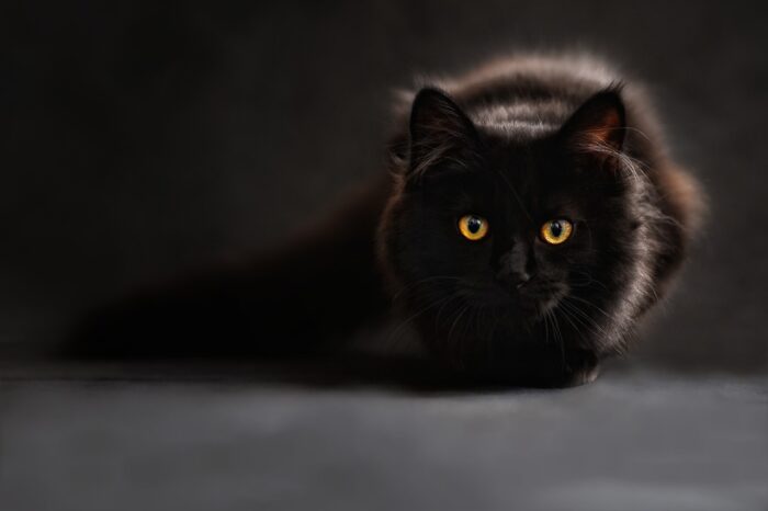 Crouching black cat with huge yellow eyes