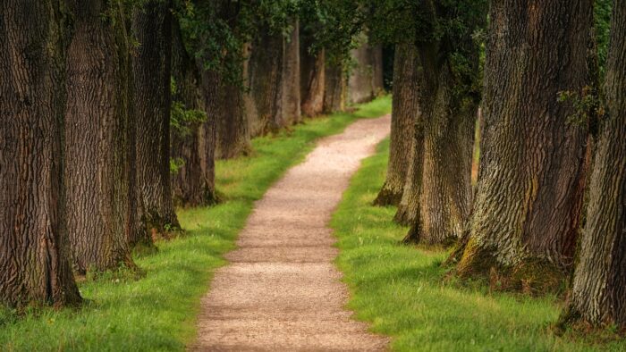 Path with green grass on each side of it, curving through trees in a woods.