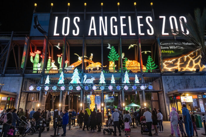 L.A. Zoo entrance lighted up with green lighted Christmas trees.;lighted cactus plants, white birds flying above them and a giraffe's neck in lights on the far right, with attendees entering for Zoo Lights