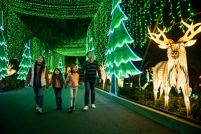 Holding hands, a family--a man, woman and two small girls--walks along a pathway lined with lighted green trees and a gold reindeer sculpture.