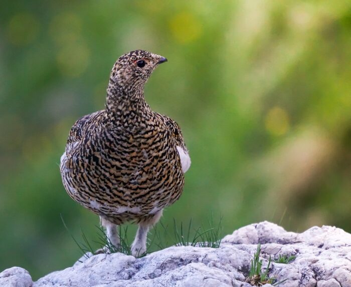 Small partridge chick against a green background