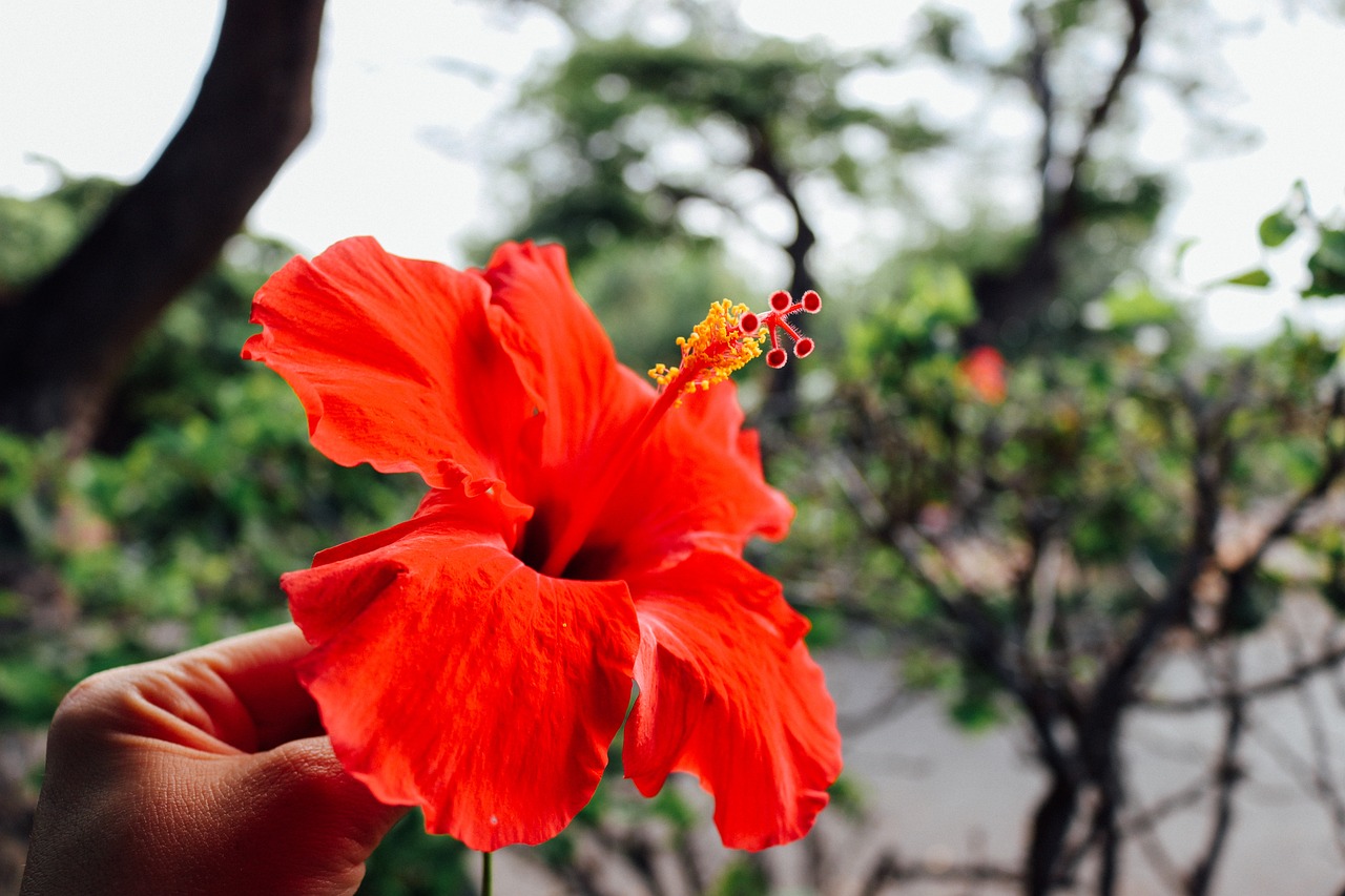 Bright red hibisus against a blurred background of palm trees.