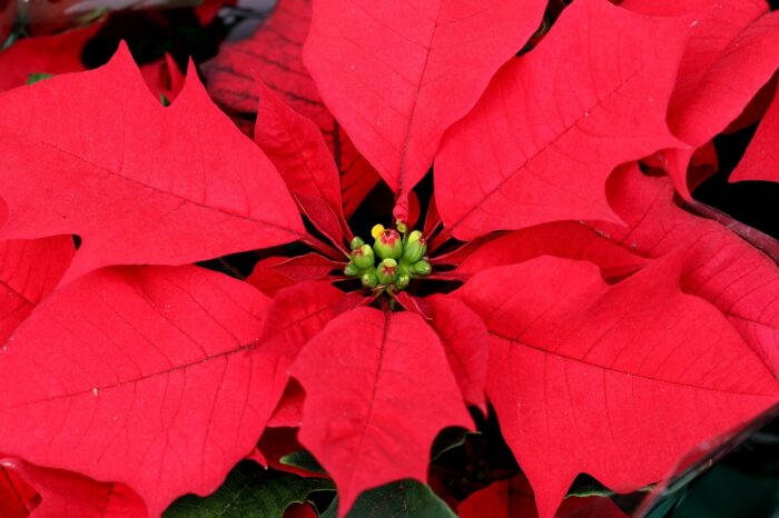 Closeup of a red poinsettia