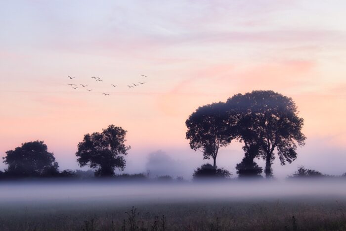 Pink sky over foggy ground and trees