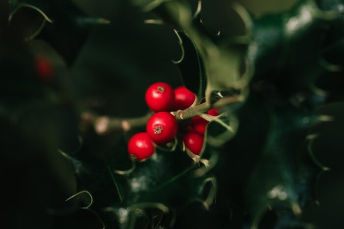 Closeup of red holly berries on a green branch