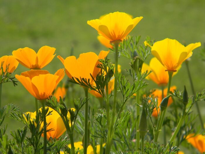 Gold California poppies bloom in a field.