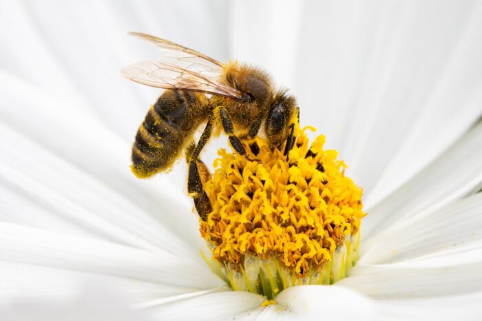 Honeybee sips nectar from the heart of a daisy