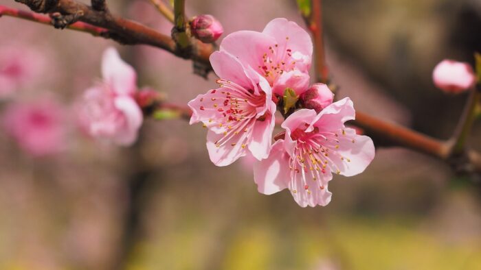 Closeup of pink cherry blossoms on a branch against a blurred gold background