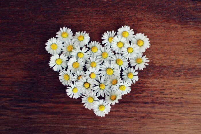 Daisies form the shape of a heart against a wood background.