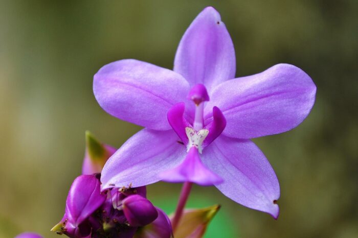 Closeup of large purple orchid
