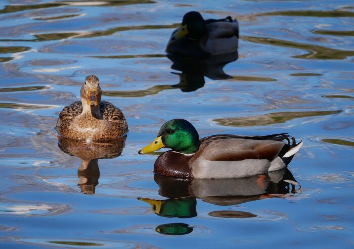 Ducks on the lake in Irvine