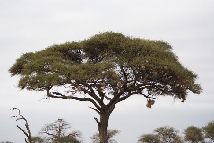 Acacia tree against a misty background with a mountain in the distance