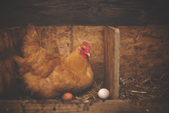 Brown hen sitting on a brown egg with another white one nearby