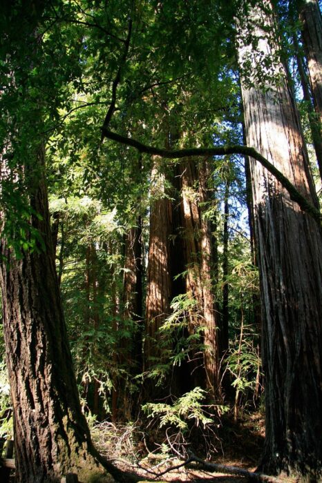 Group of redwood trees with thick trunks and blue sky beyond their branches