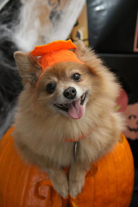 Small fluffy dog appears to smile while dressed in a pumpkin costume.