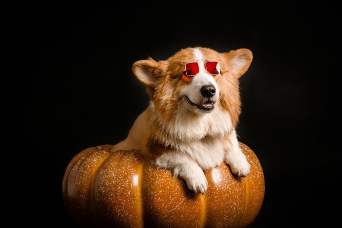 Small corgi sits on a pumpkin while wearing rose-colored glasses.