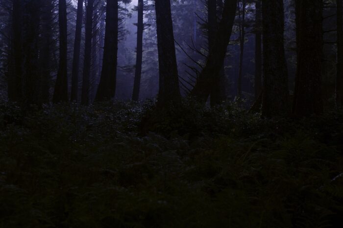 Dark forest in blue light with thick trees