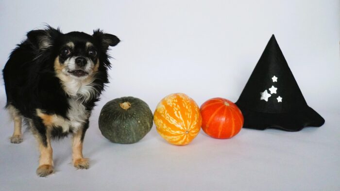 Black-and-brown mixed breed dog stands near a witch's hat and three pumpkins.