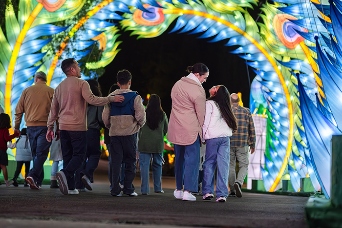 Couples and families walk through arch lighted with blue, yellow and green feathers and peacock "eyes" in lights.