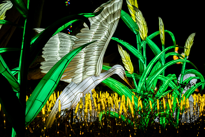 Lighted great egret animal lantern amid lighted green rushes and foliage.