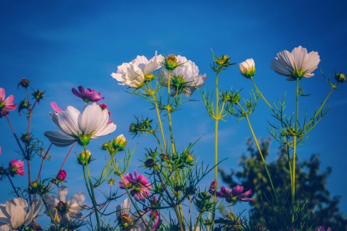 Deep pink, yellow and purple cosmos flowers against a blue sky.
