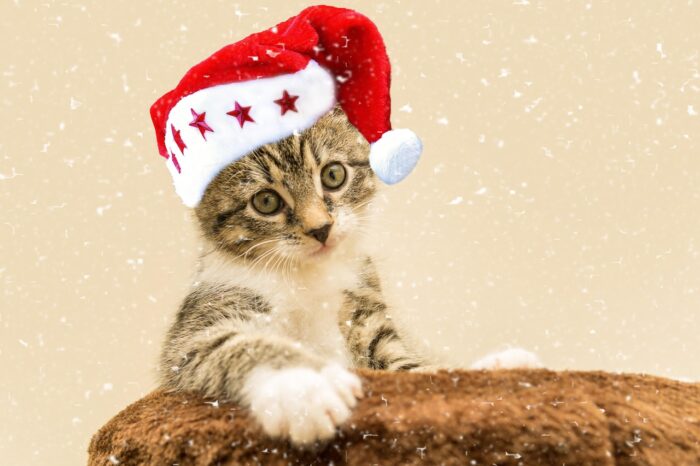 Kitten on a rug with a Santa hat with red stars on its white-fur brim