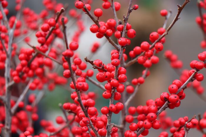 Closeup of red holly berries
