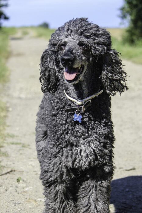 Older standard poodle with black fur graying in areas, a collar and an open, smiling mouth