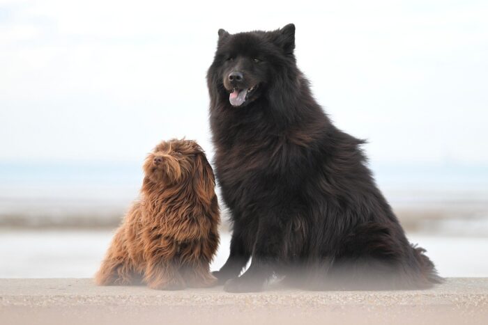 Large black furry wolflike dog sits next to smaller brown terrier.