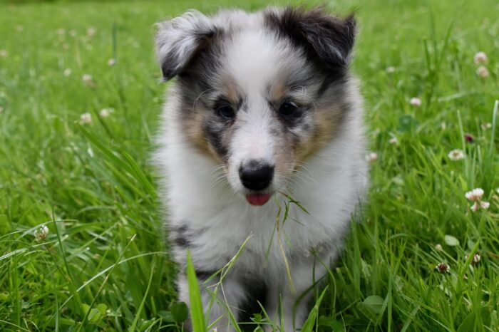 Gray-and-white puppy in grass with white flowers around him