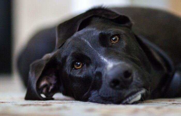 Black mongrel dog with a white strip on its nose and soulful brown eyes, lying down.