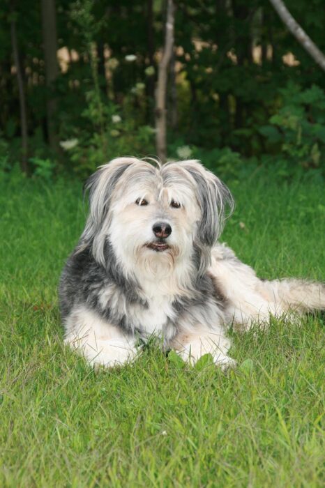 Sheepdog lies in the grass.