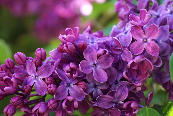 Purple lilacs against a blurred green background