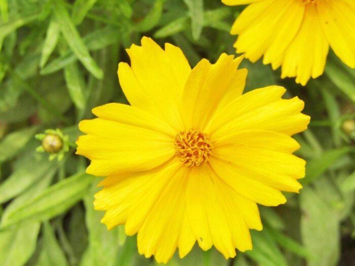 Bright yellow wildflowers with fringed petals in closeup.
