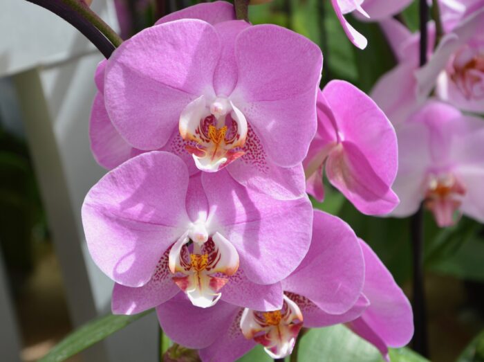 Purple orchids against a green background