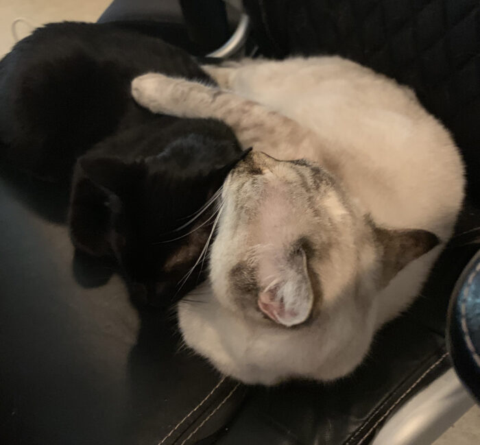White cat licks smaller black cat as they lie curled up in a chair