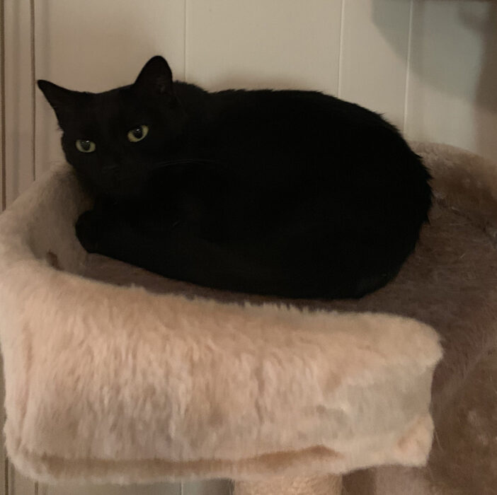 Black cat curled up in cat tree